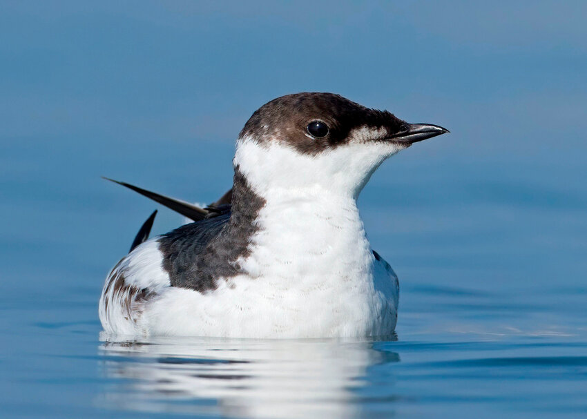 A Marbled Murrelet at sea.