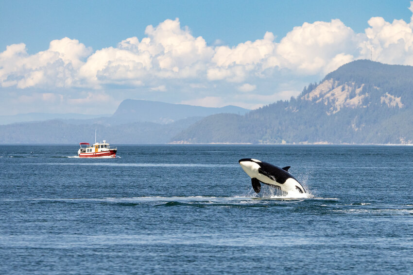 A male killer whale named Janet breaches off the northern shores of the San Juan Islands on Wednesday, June 19. Riders of the Red Head, a Puget Sound Express vessel captained by Christopher Lewman, enjoyed views of the T65 B pod of nine Killer Whales, puffins and a humpback whale during the whale tour. The orcas hunted a seal during the excursion. The T65B whales feed on marine mammals such as seals, sea lions, porpoises, dolphins and other whales, according to the Orca Conservancy.