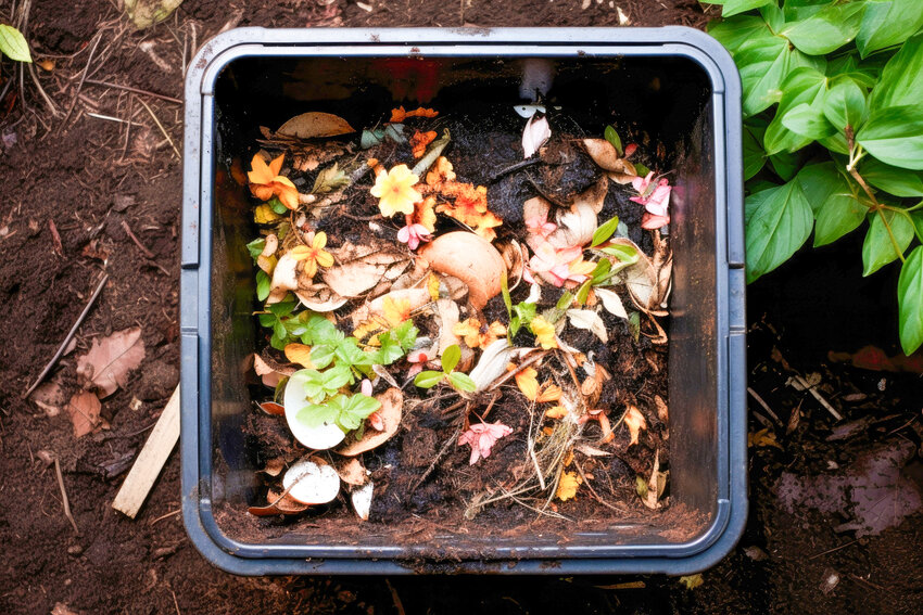 Vermicompost, made from kitchen scraps in a home worm bin by industrious worms, is packed with microbes and nutrients to feed your plants and improve soil health.