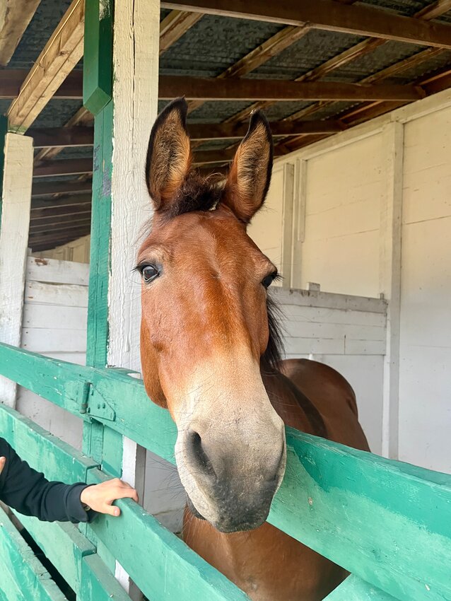 Ranger the mule came from a farm near North Beach to attend the Jefferson County air on Aug. 11.