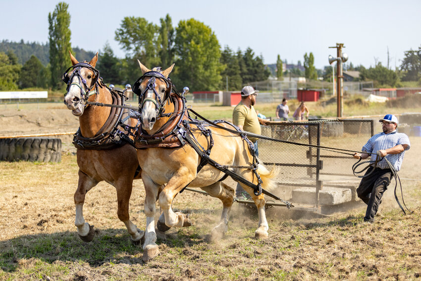 Two Belgian draft horses, Nick and Trump, show their strength by easily pulling 1,500  pounds of concrete over the track on Saturday, Aug. 10, at the Jefferson County Fair. See more photos from the fair on pages A18-19.