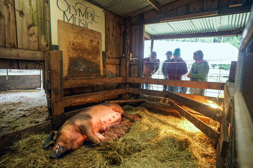 Visitors gather to see Cleo and her 10 newborn piglets, only hours old, on Saturday, Sept. 14, during the Jefferson County Farmers Market at the Egg and I Pork Farm in Chimacum.