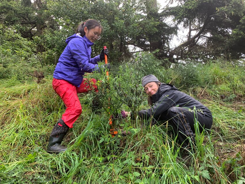 Trail team volunteers Hailian Zhou and Allison Krizner take down scotch broom in Fort Worden.