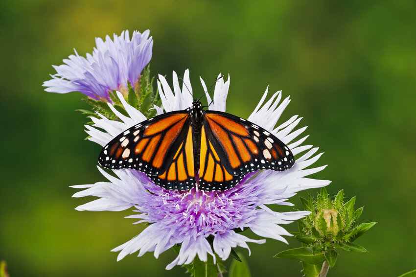 A western North American monarch on a Stokes’ aster. The butterfly faces extinction.