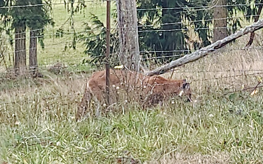 A peninsula cougar that died from bird flu soon after this photo was taken.