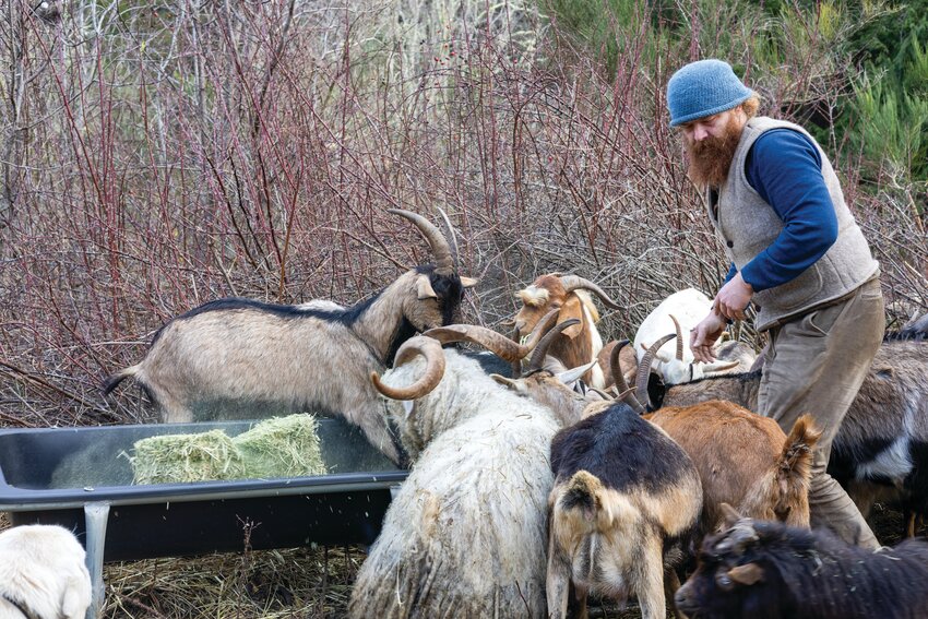These hard-working animals are part of Olympic Trail Goats owned by John Smith. The herd of roughly 90 animals was seen earlier this month off of Four Corners Road in Port Townsend. The self-described shepherd delivers the goats to nosh on overgrown brush, shrubs and invasive plants, an environmentally friendly, sustainable alternative to traditional clearing methods, including for clients like the Jefferson County Public Utility District.