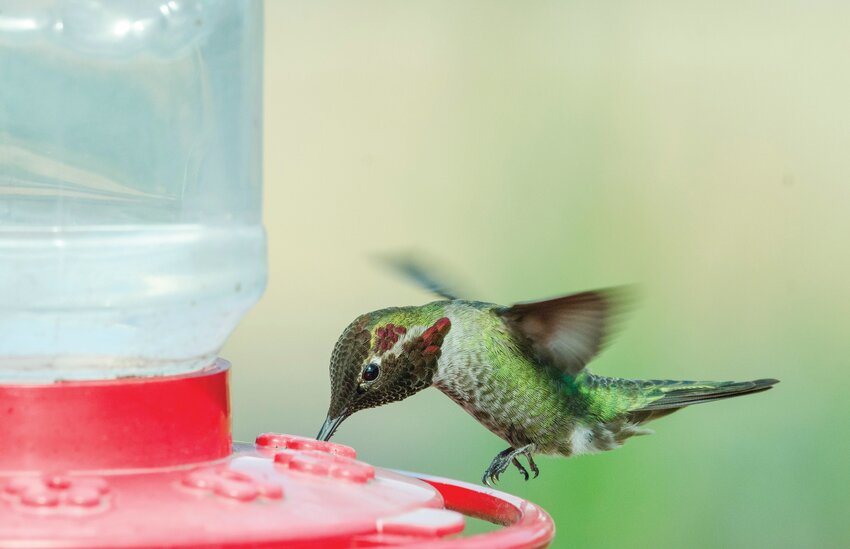 A hummingbird enjoys nectar from a feeder in Redmond, Washington.