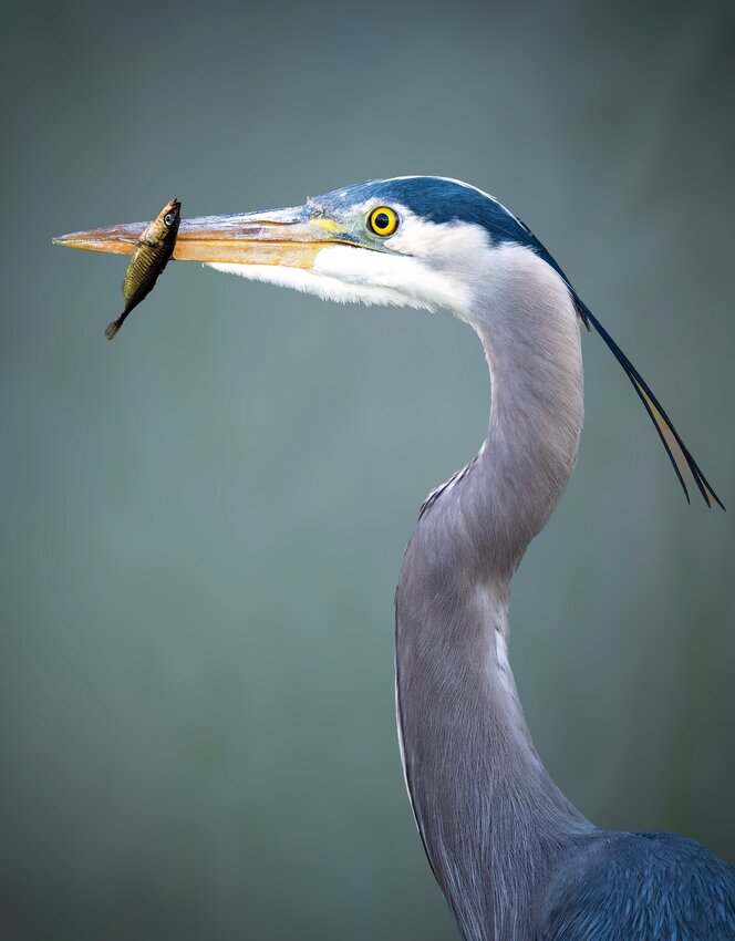 Kerry Tremain’s “Aves: Photographs of Birds” exhibit captured a great blue heron.
