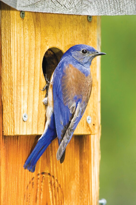 A Western Bluebird adult male perched at a nest-box hole.