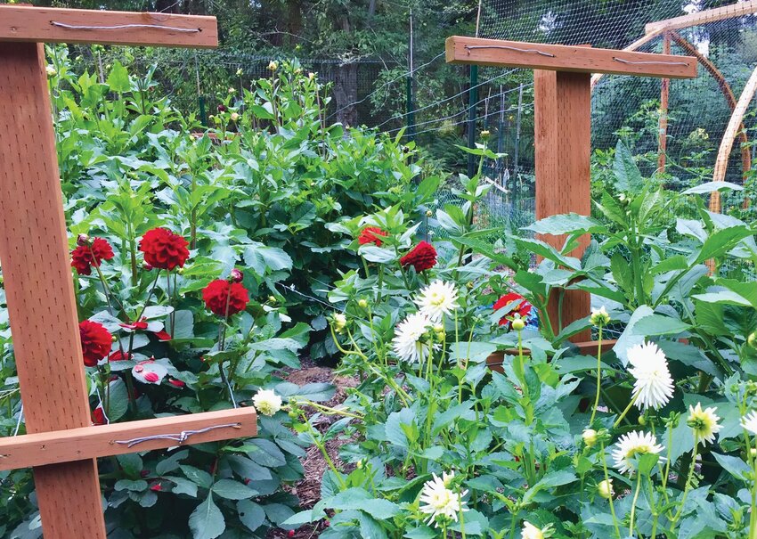 T-support in the dahlia garden. Courtesy of Suzanne Eggleston.&nbsp;