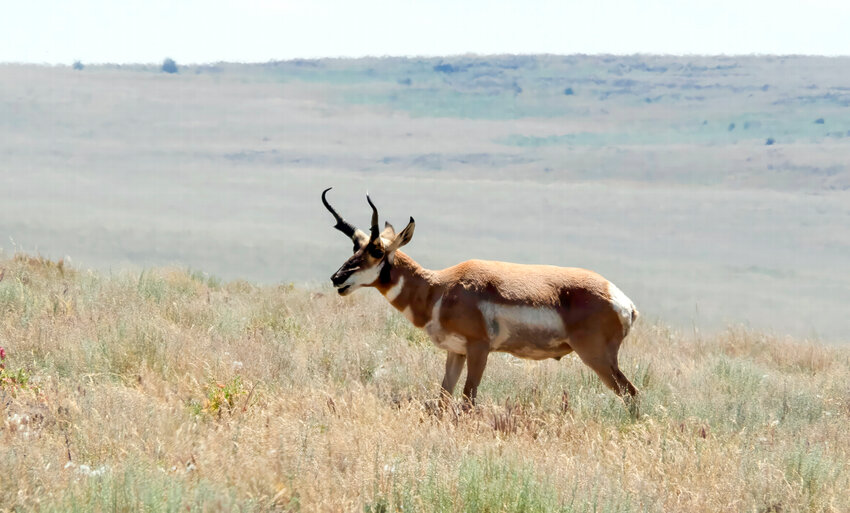 Pronghorn antelope roam near Rome in eastern Oregon.