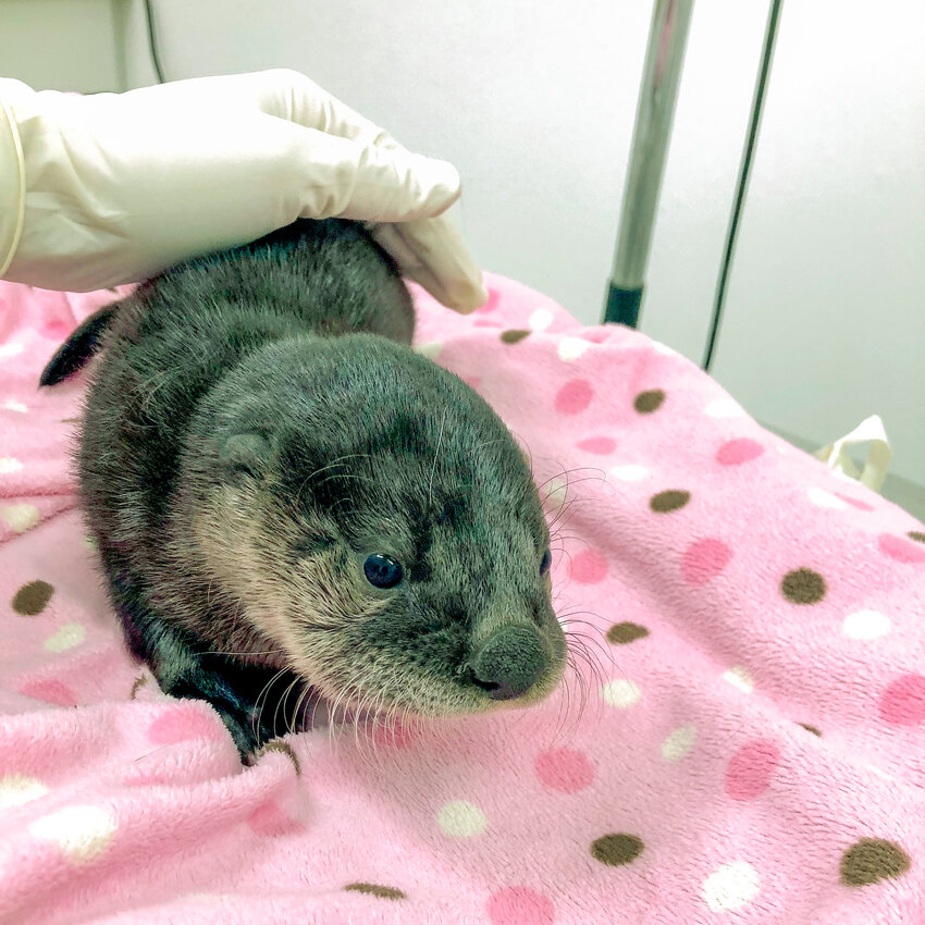 This river otter narrowly avoided death in the crawl space of a Port Townsend home.