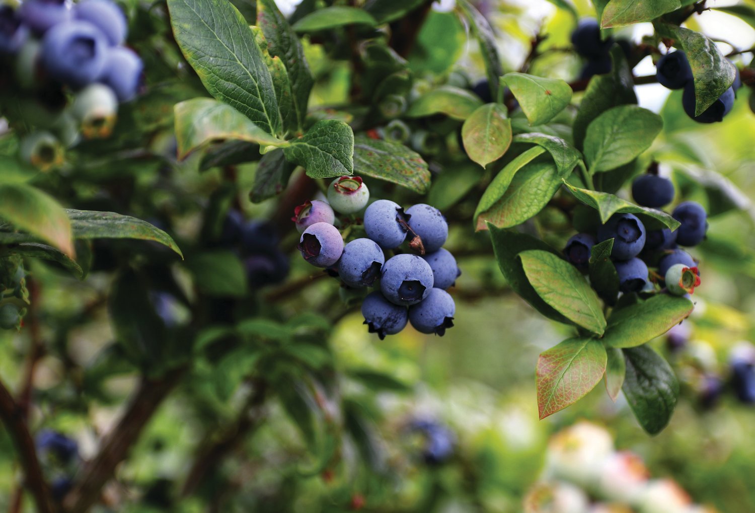 The climate and acidic soils of Western Washington are well suited to growing blueberries.