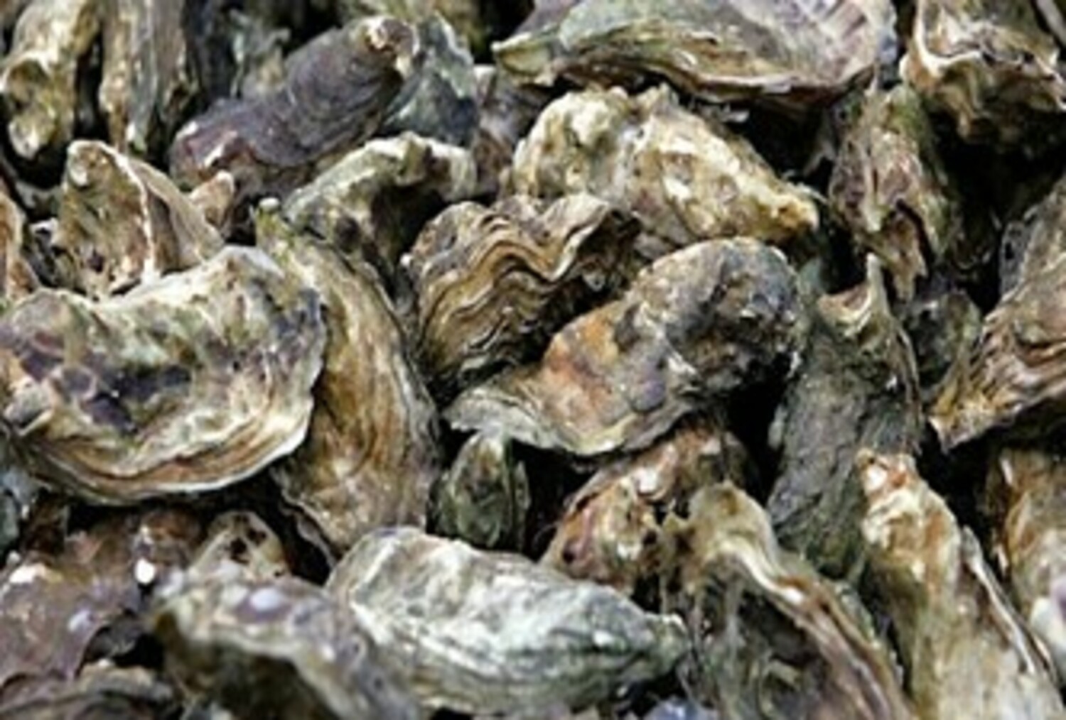 Olympia Oyster Restoration in Kilisut Harbor (Presentation & Beach Walk ...