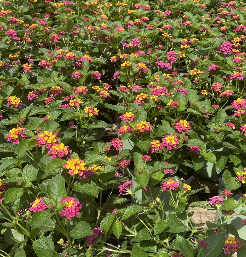Lantana