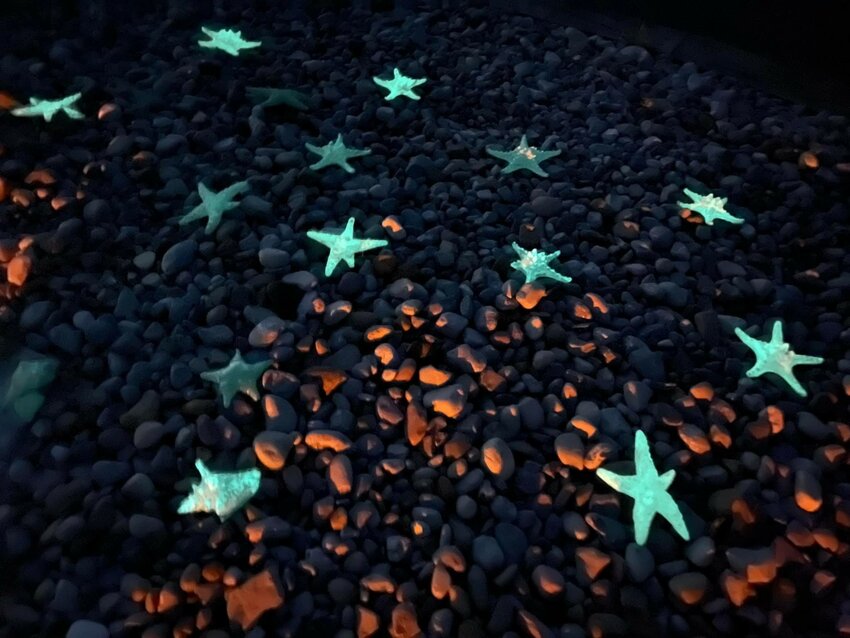 Glass starfish glow in the dark, a creation of artist Rose Hawley.