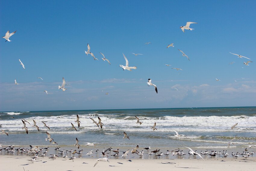 Anastasia State Park in St. Augustine and its more than 1,600 acres made the list of the top eight beaches with RV access by RVT.com.