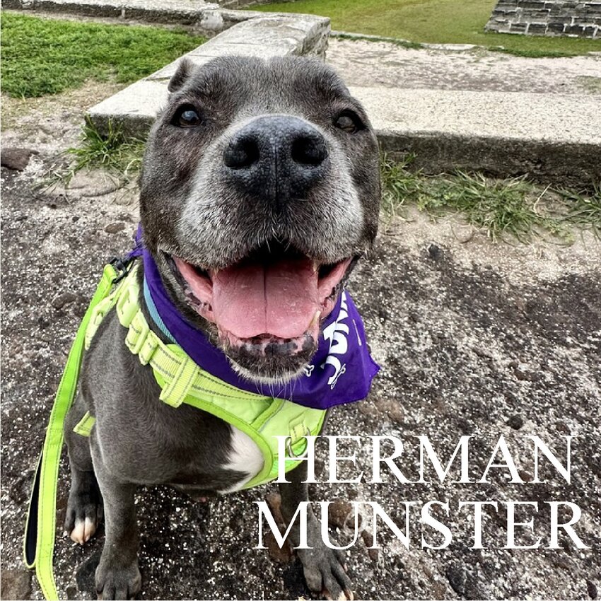 Herman Munster is among the pets featured this year.