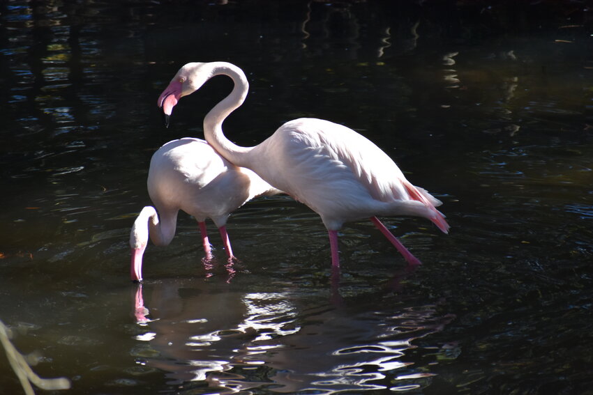 Botanical Bash at Jacksonville Zoo and Gardens is scheduled to take place from April 13 to May 12.