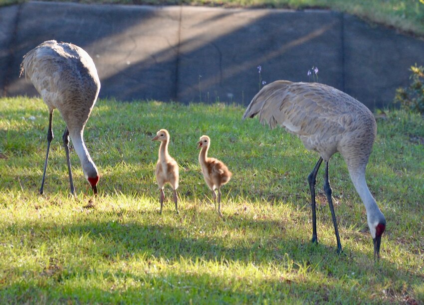 A sandhill crane family seen recently in Nocatee.