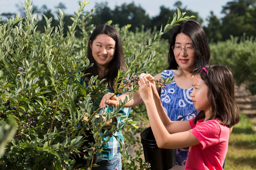 A mother and two daughters pick blueberries at a U-pick farm