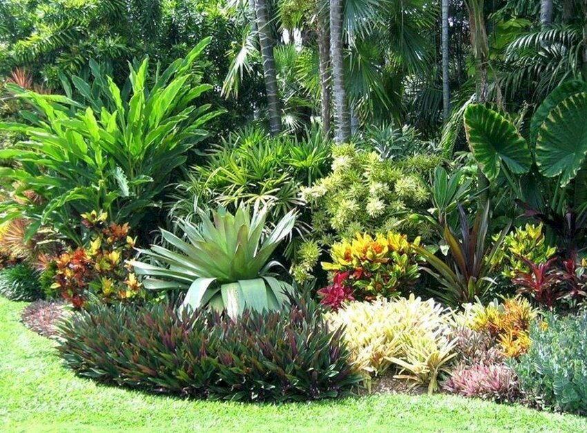 Tropical Landscape
