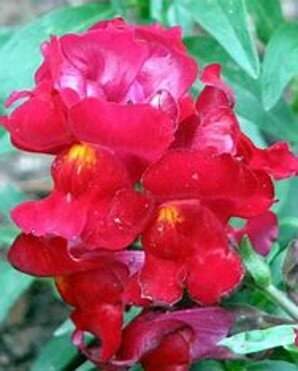 Snapdragon bloom