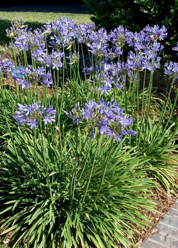 Agapanthus
