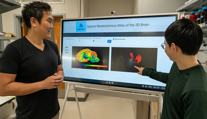 UF neuroscientists led by Ramon Sun, Ph.D., left, and doctoral student Xin Ma have created an AI tool that can generate a high-resolution 3D brain map.