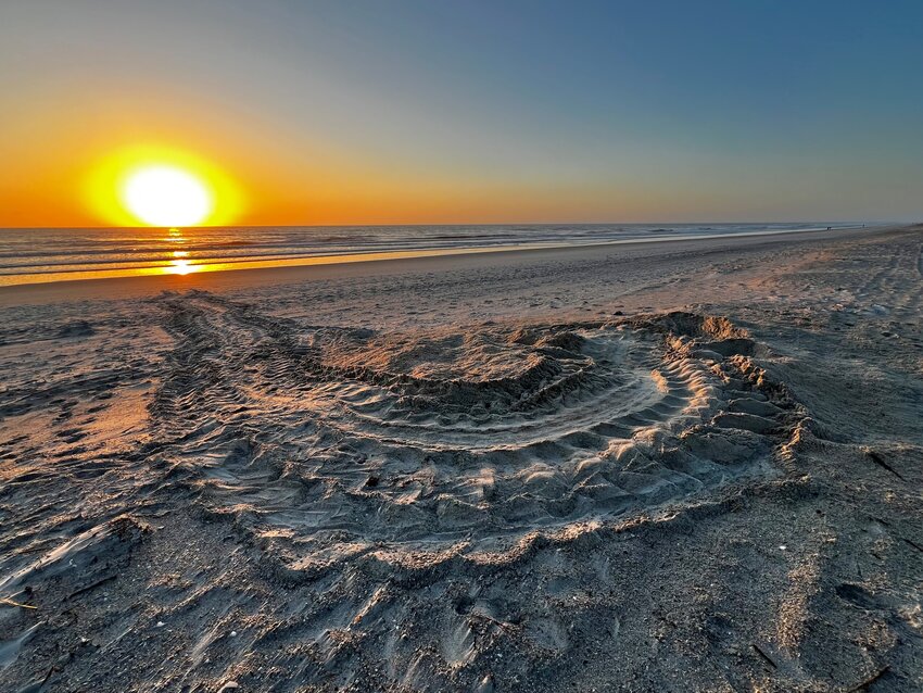 Fresh leatherback turtle tracks at Mickler Beach