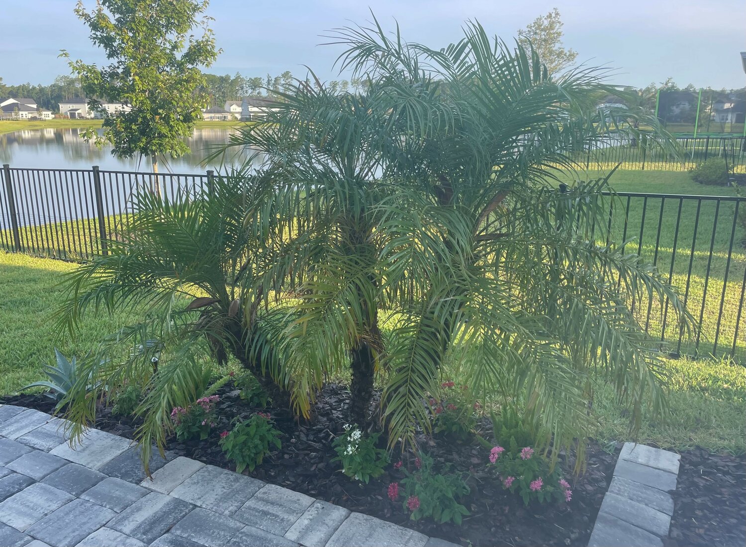 Kathy’s Gardening Guide: Landscaping with palm trees - The Ponte Vedra ...