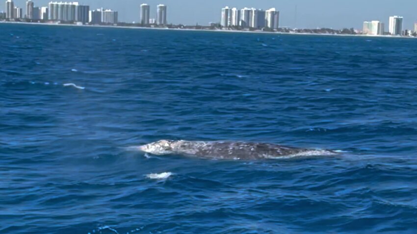 The gray whale spotted off southern Florida’s Atlantic coast in December 2023.