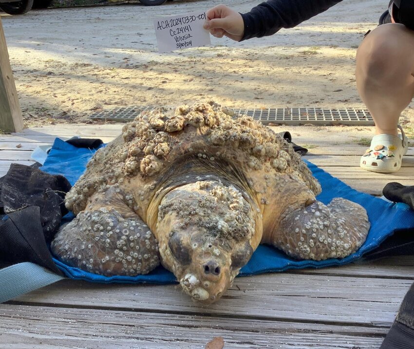 Loggerhead sea turtle Pepper Jack when he was found in Daytona Beach back in March.