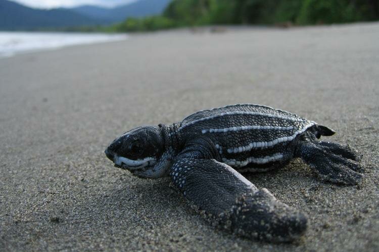 A hatchling leatherback sea turtle.