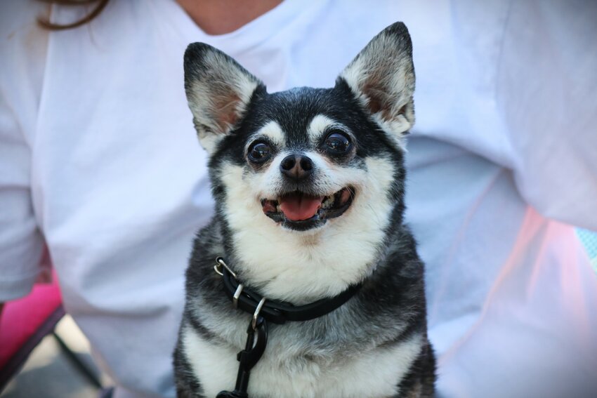 Surf dog Wednesday, the unofficial mascot and star of Hang 8, granted mercy upon the field by retiring from competition ahead of this year’s event.