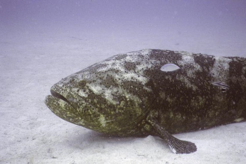 The Florida Fish and Wildlife Conservation Commission on Wednesday backed limited fishing of goliath grouper