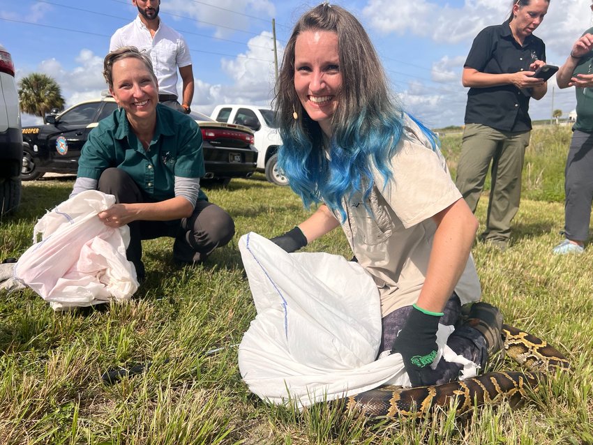 Python Challenge participants bag snakes in South Florida.