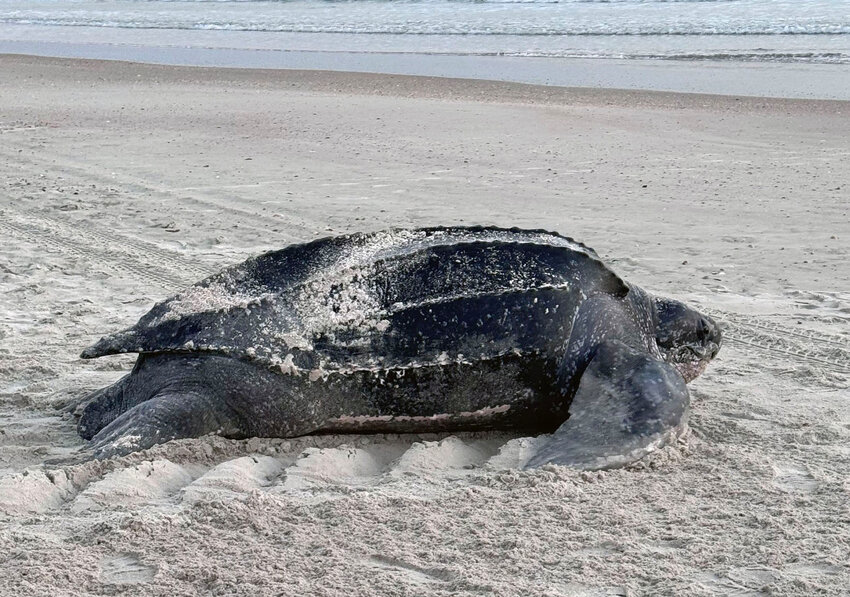 The unnamed turtle spotted Sunday in New Smyrna Beach.