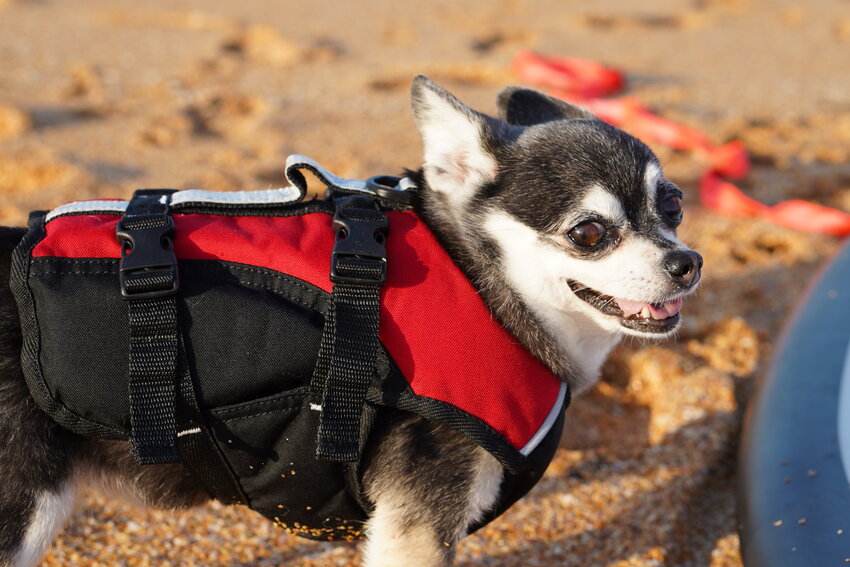 Wednesday, the surf-dog who's been the face of Hang 8 since its inaugural running.