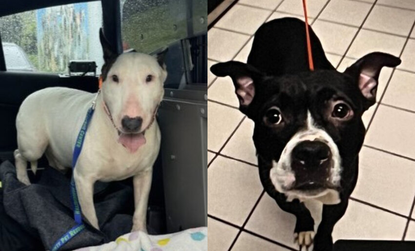 L-R: Trooper and Dexter, the Tampa-area dogs whose stories catalyzed legislation cracking down on animal cruelty.