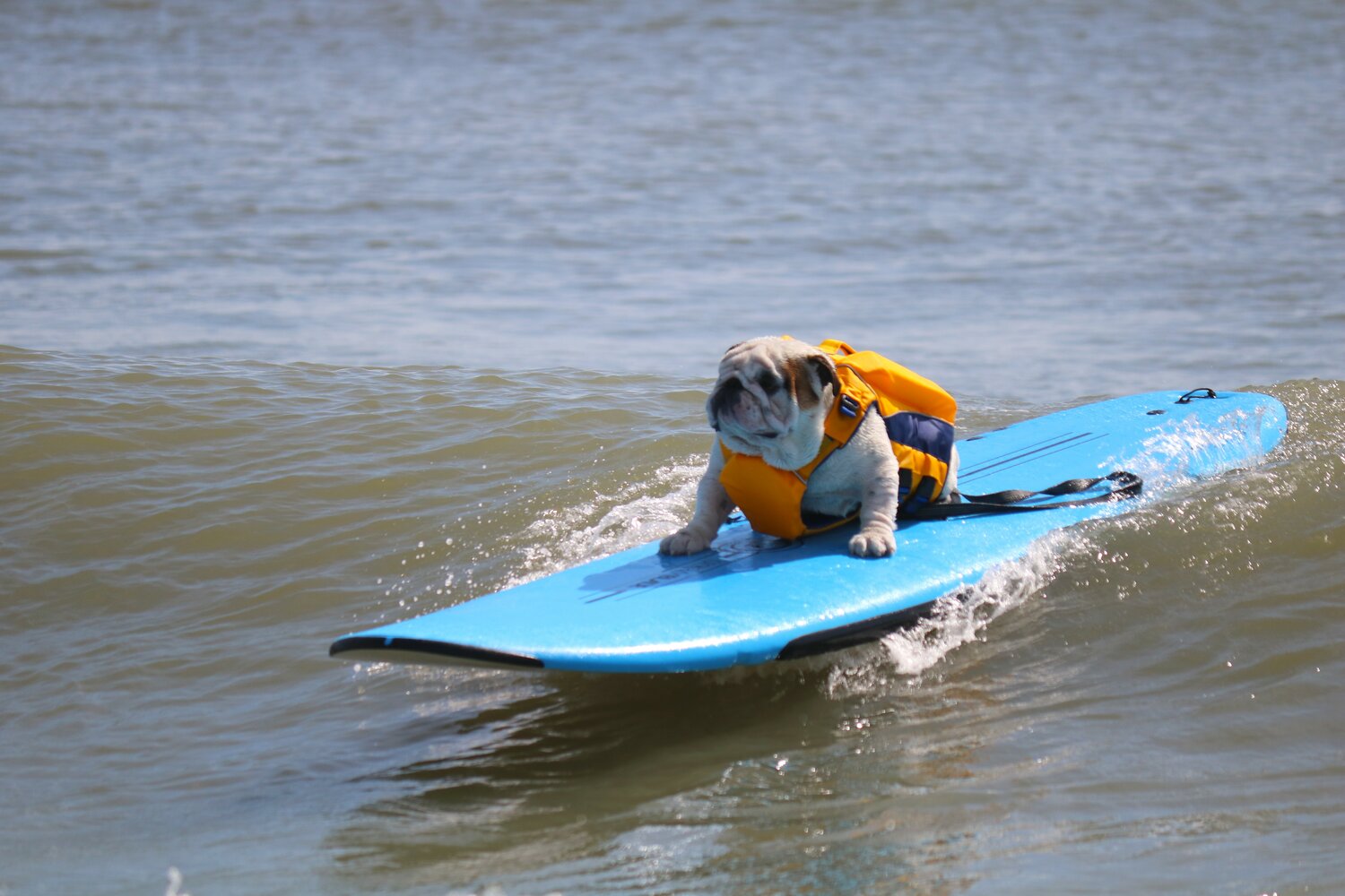 4th Annual Hang 8 Dog Surfing Held in Flagler Beach