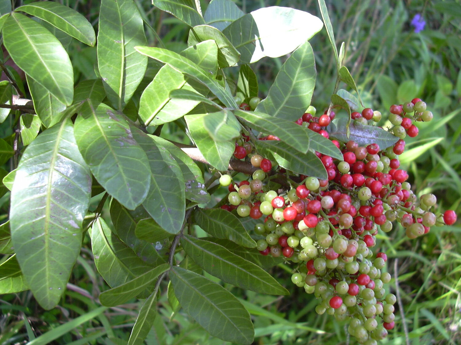 Brazilian Peppertrees to be Removed From Spruce Creek