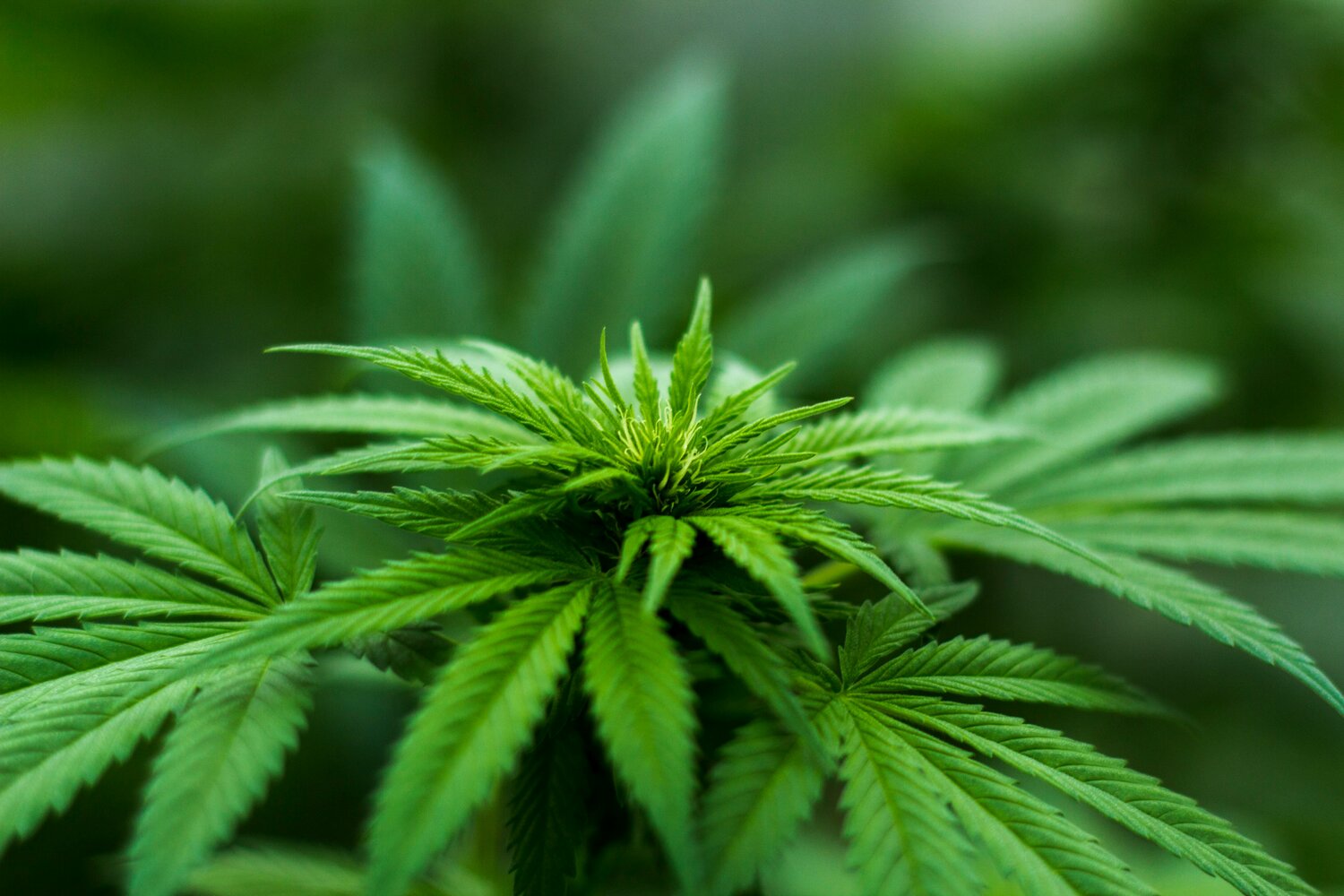 Deltona City Commission Votes Against Medical Marijuana Shop Ban