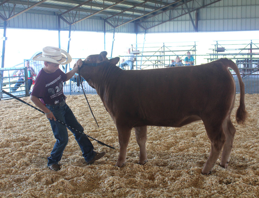 Corbin Brockhaus participates in the beef show at the Johnson County Youth Fair.