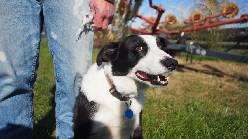 Zip is a 7-year-old Border Collie owned by Bob Karbinas, seen Friday on a southern Pettis County farm.