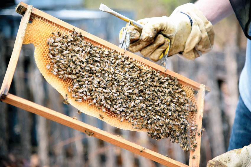 As winter approaches, honey bees prepare by clustering inside the hive to keep the queen warm. They always have two food sources, honey, and pollen, to tide them over until spring.