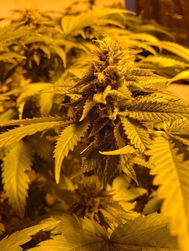 Missouri voters approved Amendment 3 in the Nov. 8 general election, legalizing recreational marijuana across the state effective Dec. 8.   Photo by Skye Melcher | Sedalia Democrat