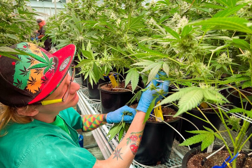 Dyllan Davault, a harvester at Robust Cannabis facility in Cuba, Mo., tends to greenhouse plants on May 2, 2023.   Photo by Rebecca Rivas | Missouri Independent