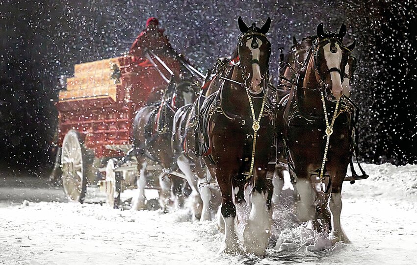 A photo provided by Anheuser-Busch shows the Budweiser 2024 Super Bowl NFL football spot, &quot;Old School Delivery.&quot; The perennial Super Bowl advertiser is bringing back fan favorites, the Clydesdales and a Labrador, in a nod to previous commercials that aired during advertising's biggest night.   Photo by Anheuser-Busch via AP