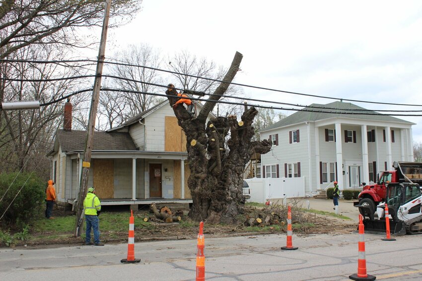 Workers on the ground tilt their heads up to look at their peer cutting a limb off the mulberry tree on Wednesday, April 3, at 205 N. Maguire St. The tree was removed due to its unhealthy state and its property owner ordering its removal immediately.